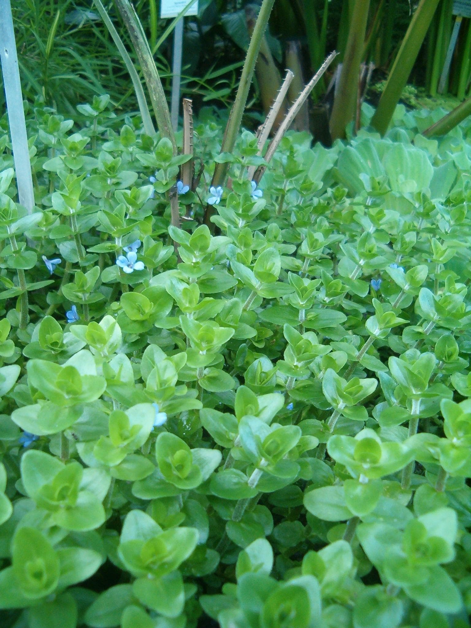 Lemon bacopa