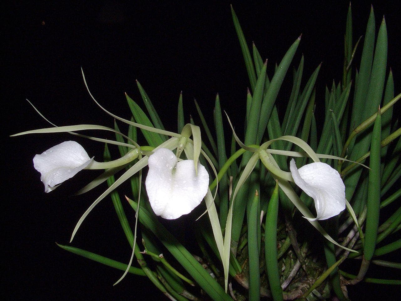 Lady of the Night Orchid