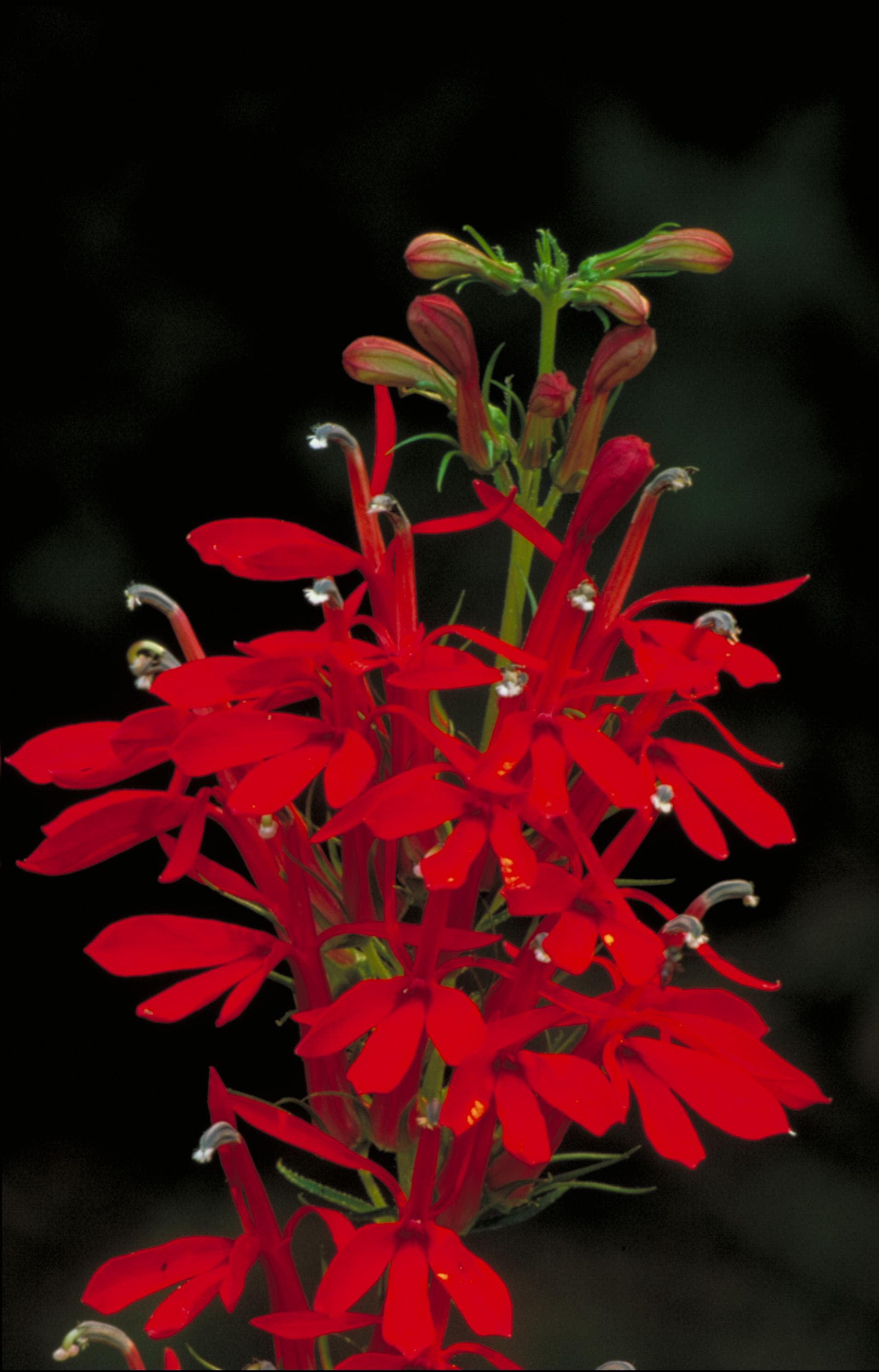Cardinal flower