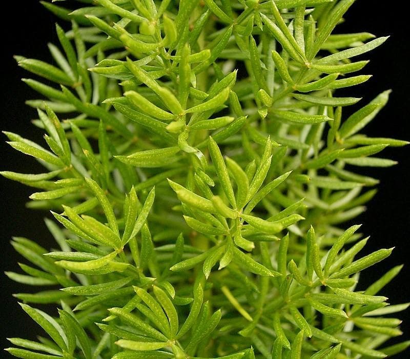 Cwebe asparagus fern