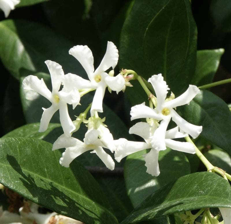 Star jasmine