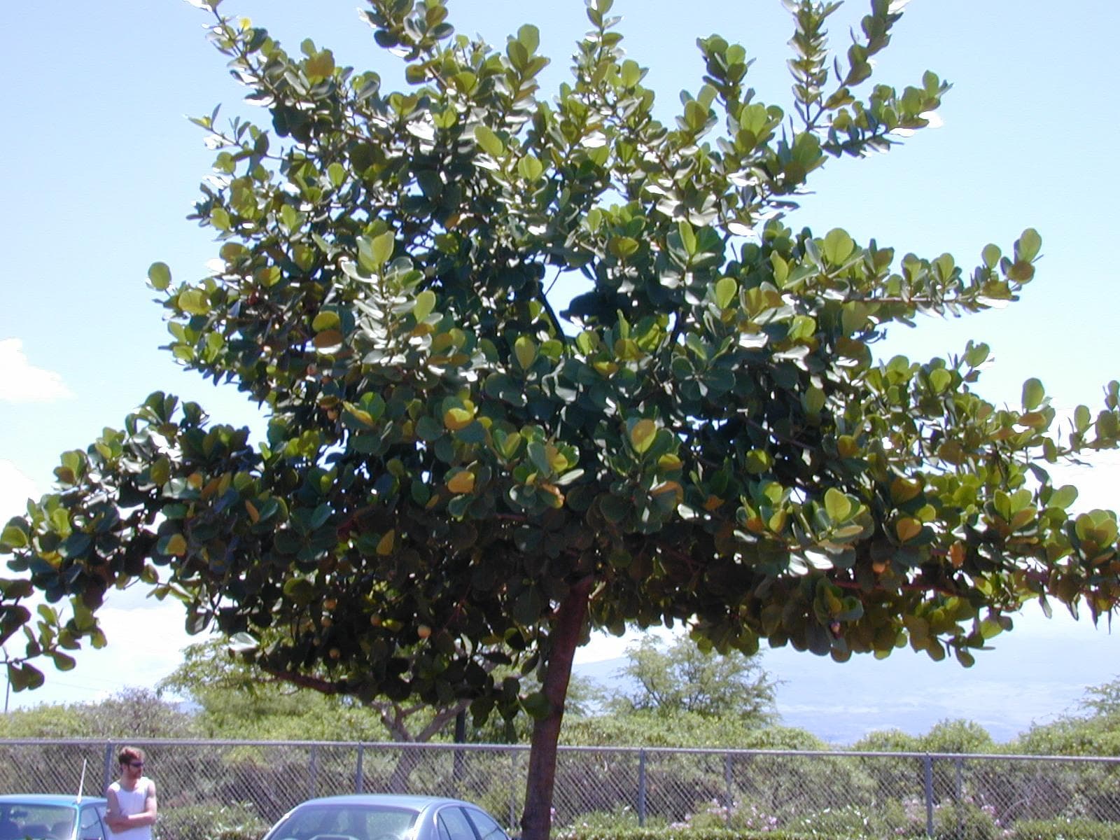 Autograph tree