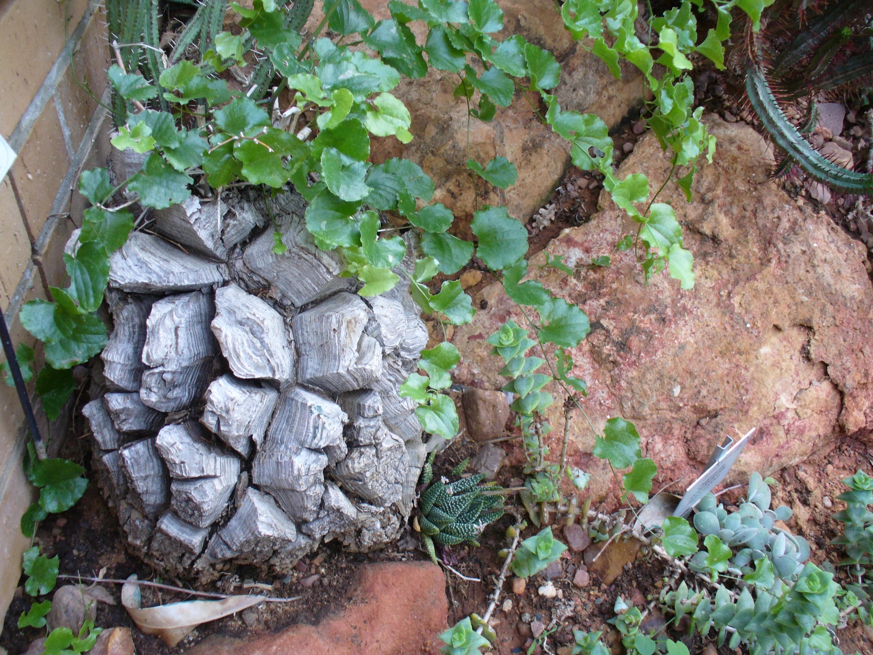 Elephant's Foot Plant