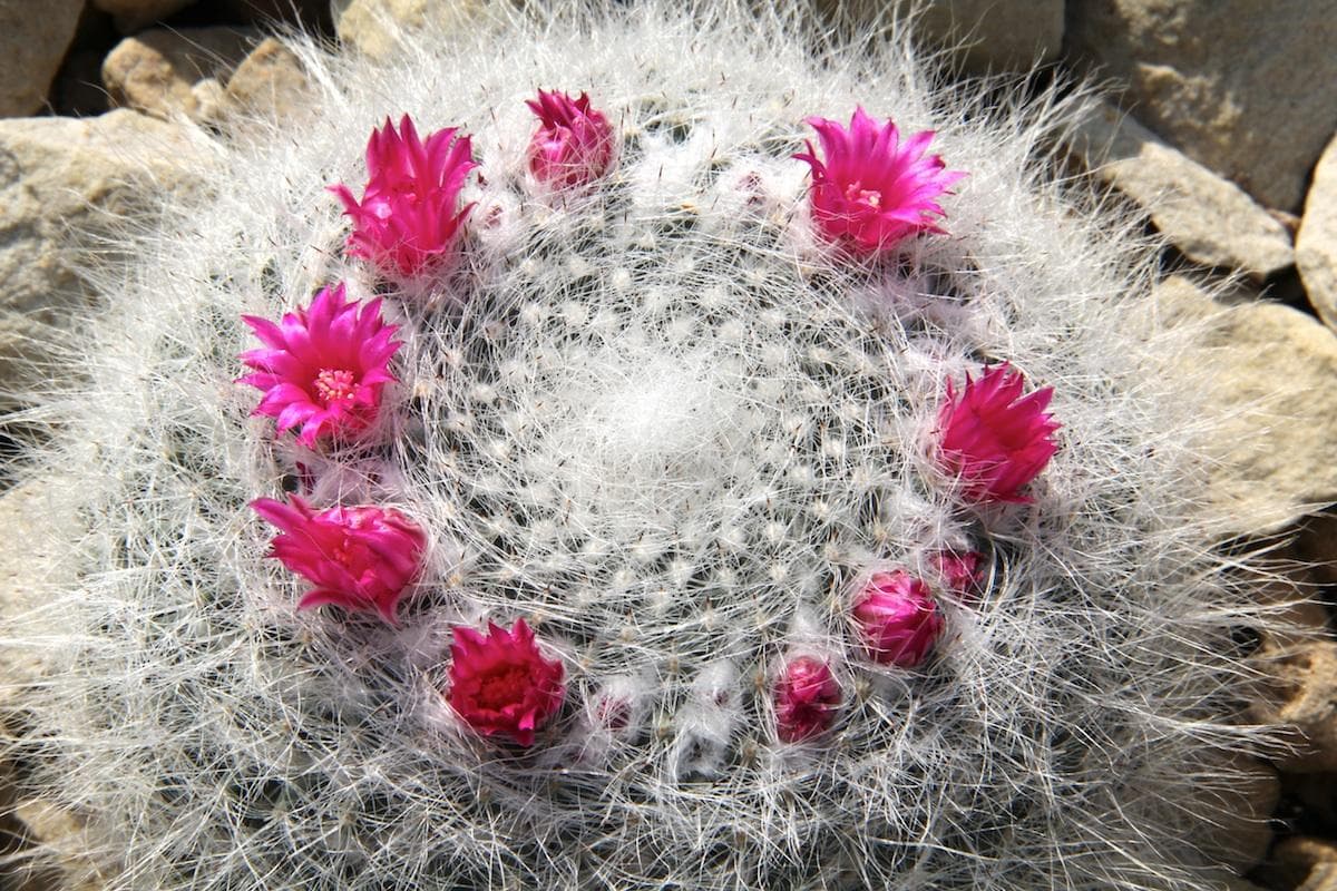 Old Lady Cactus
