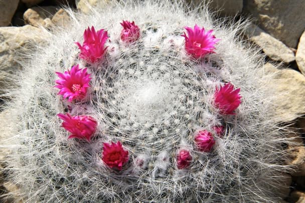 Old Lady Cactus