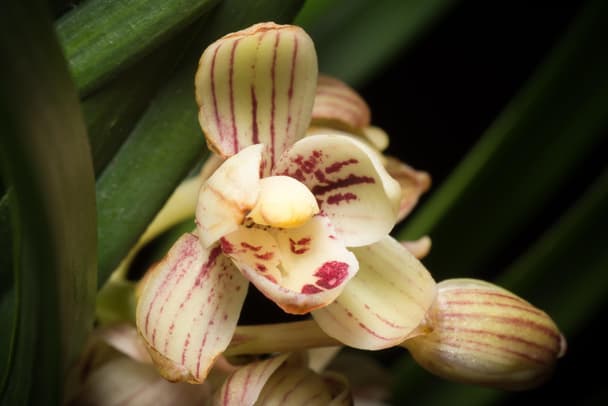 Four-Season Orchid