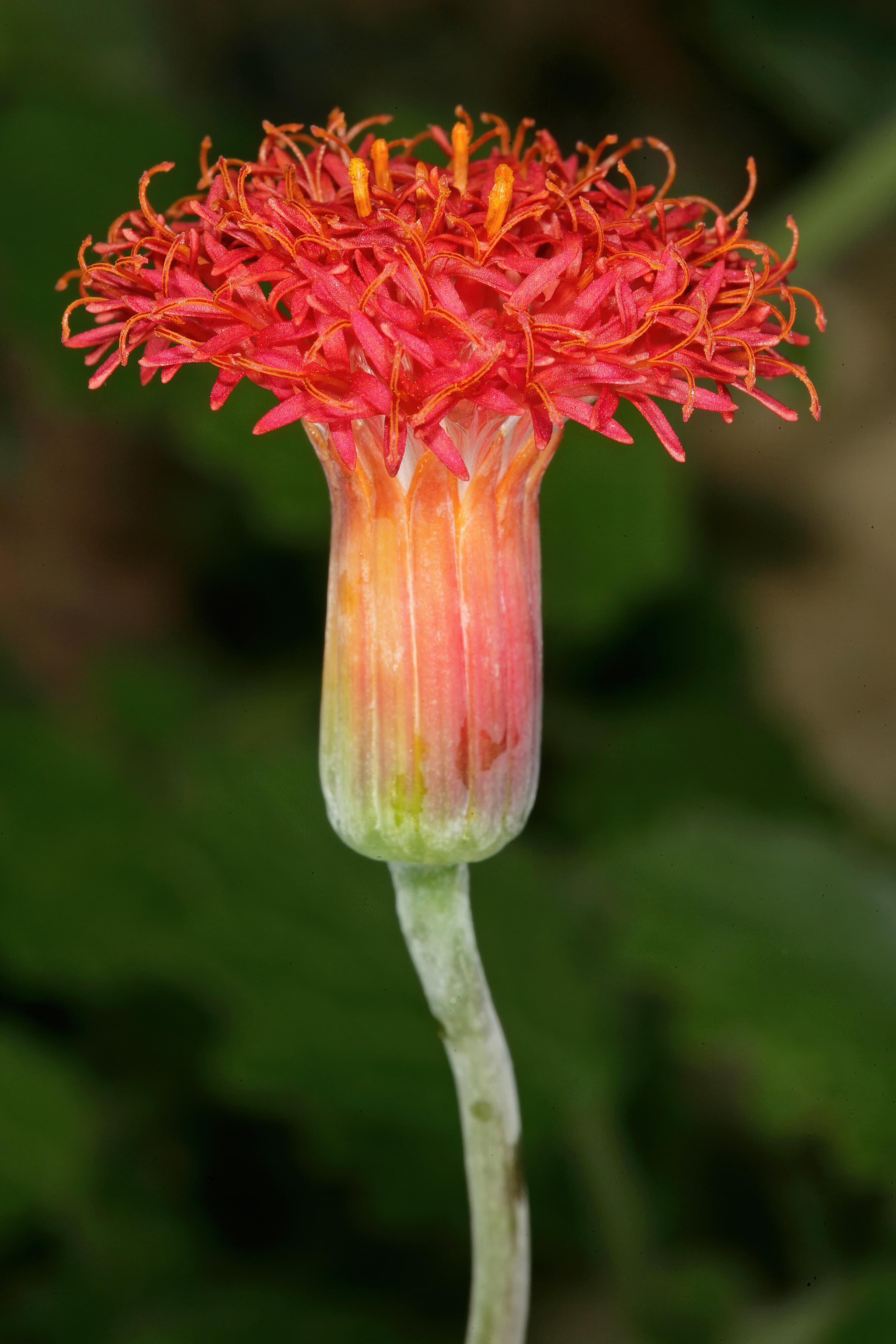 Kleinia stapeliiformis