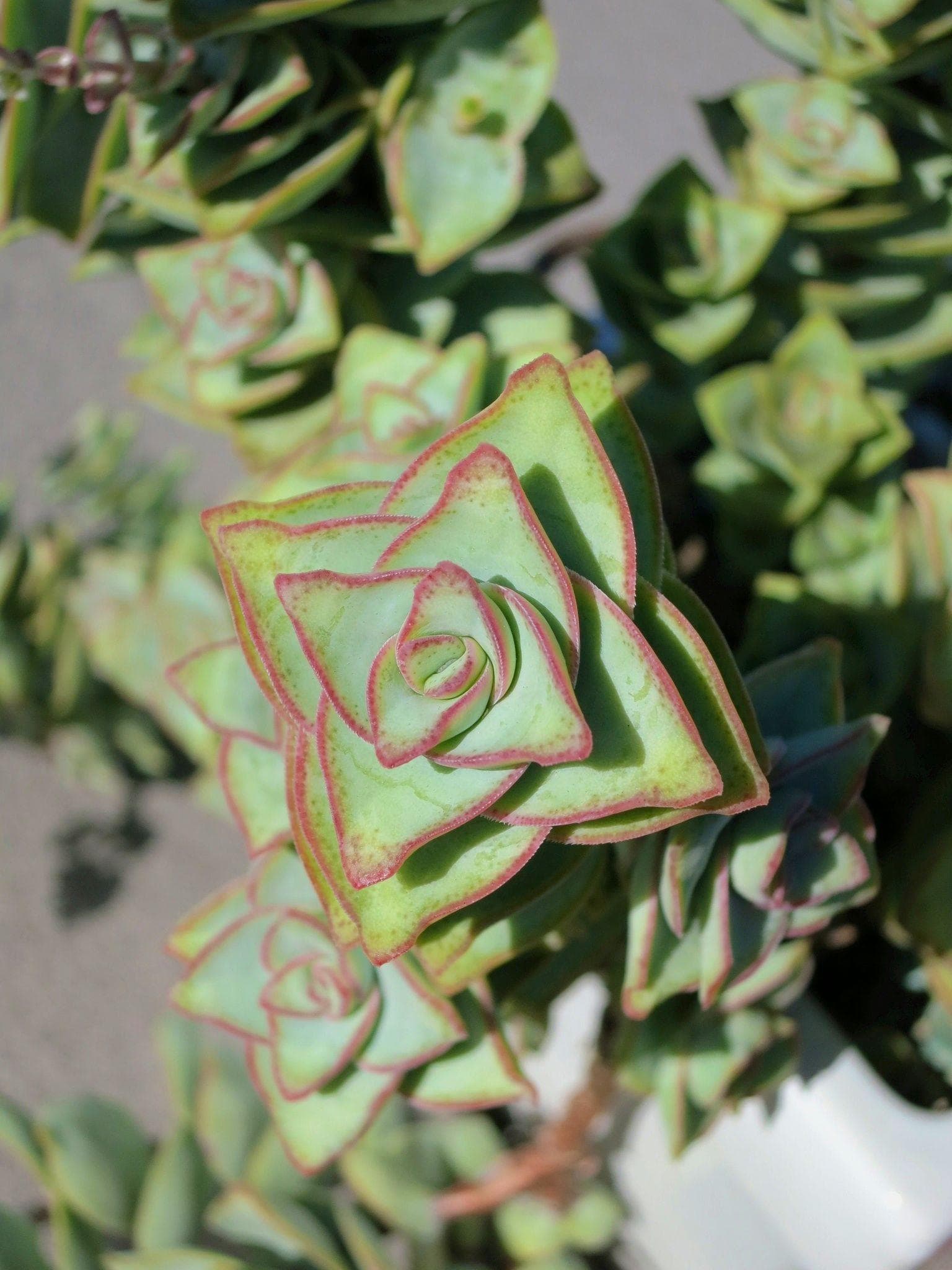 String of Buttons