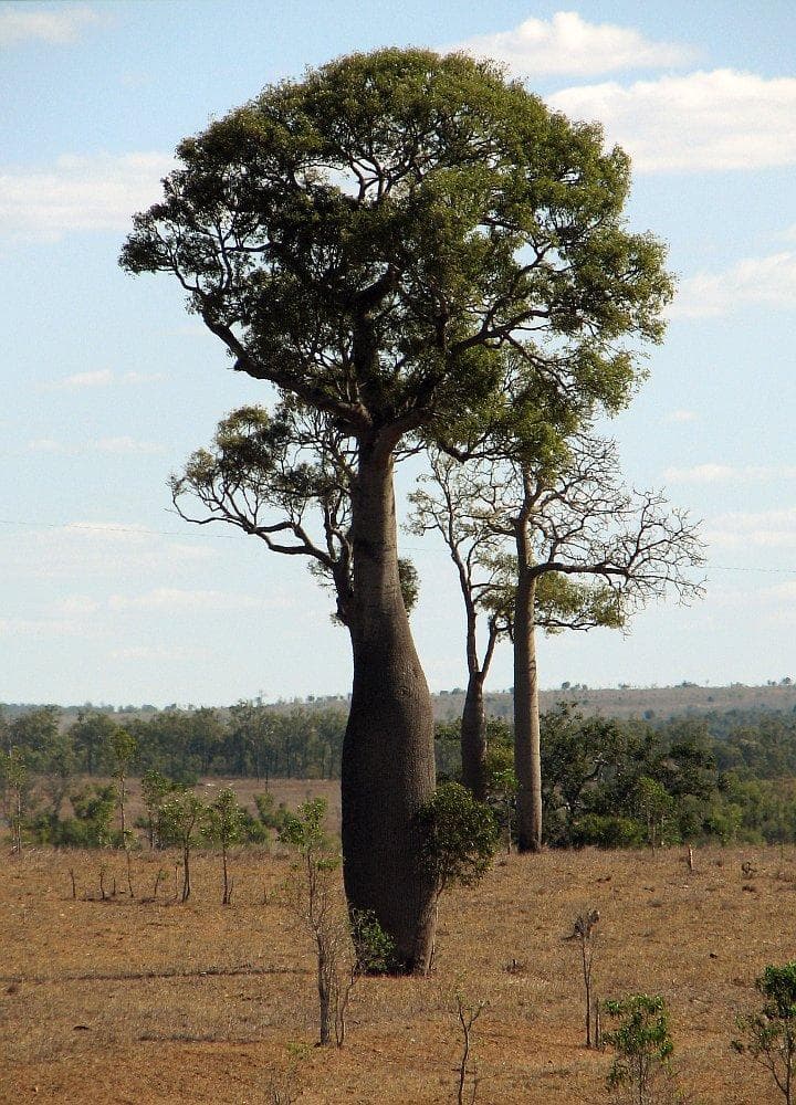 Queensland bottle tree
