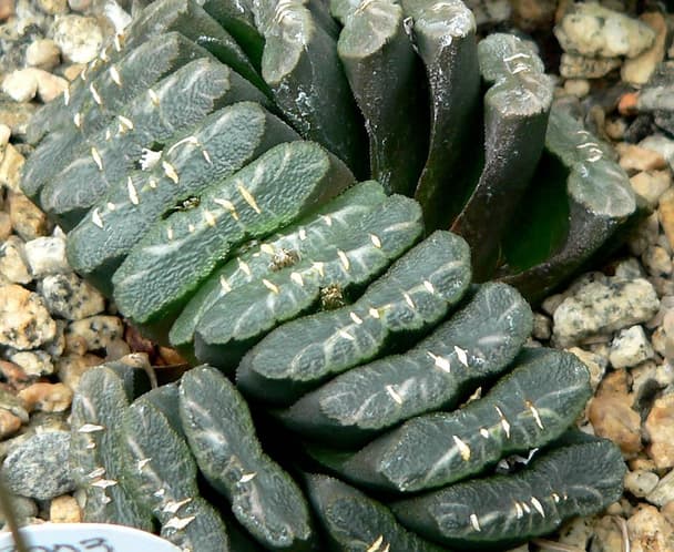 Horse's Teeth