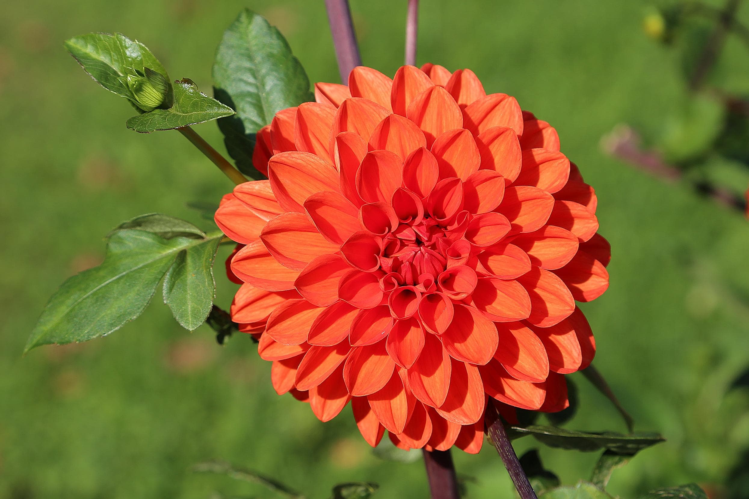 Garden Dahlia