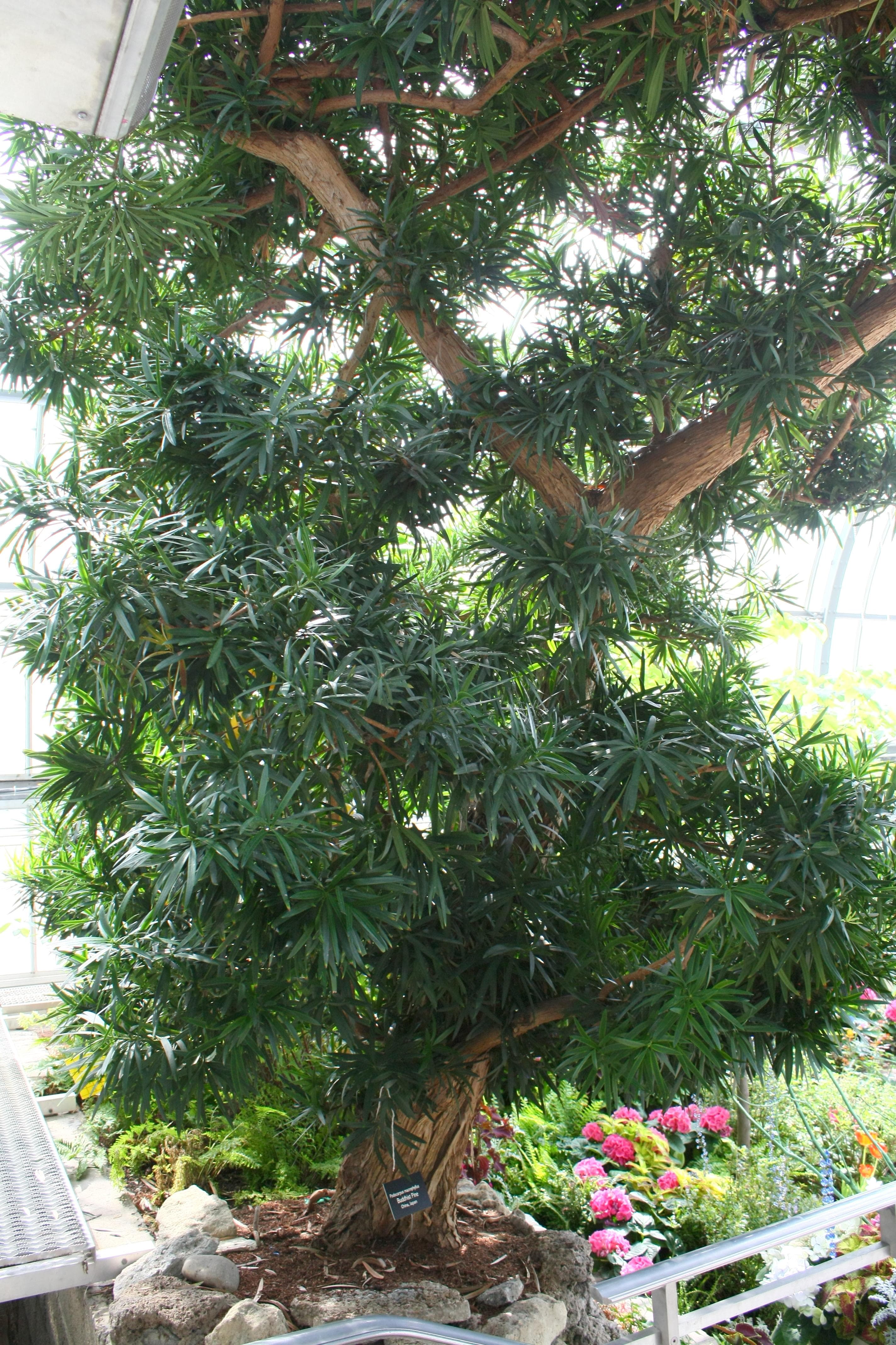 Yew pine