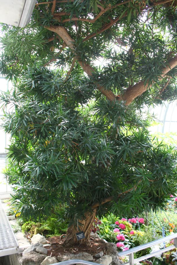 Yew pine