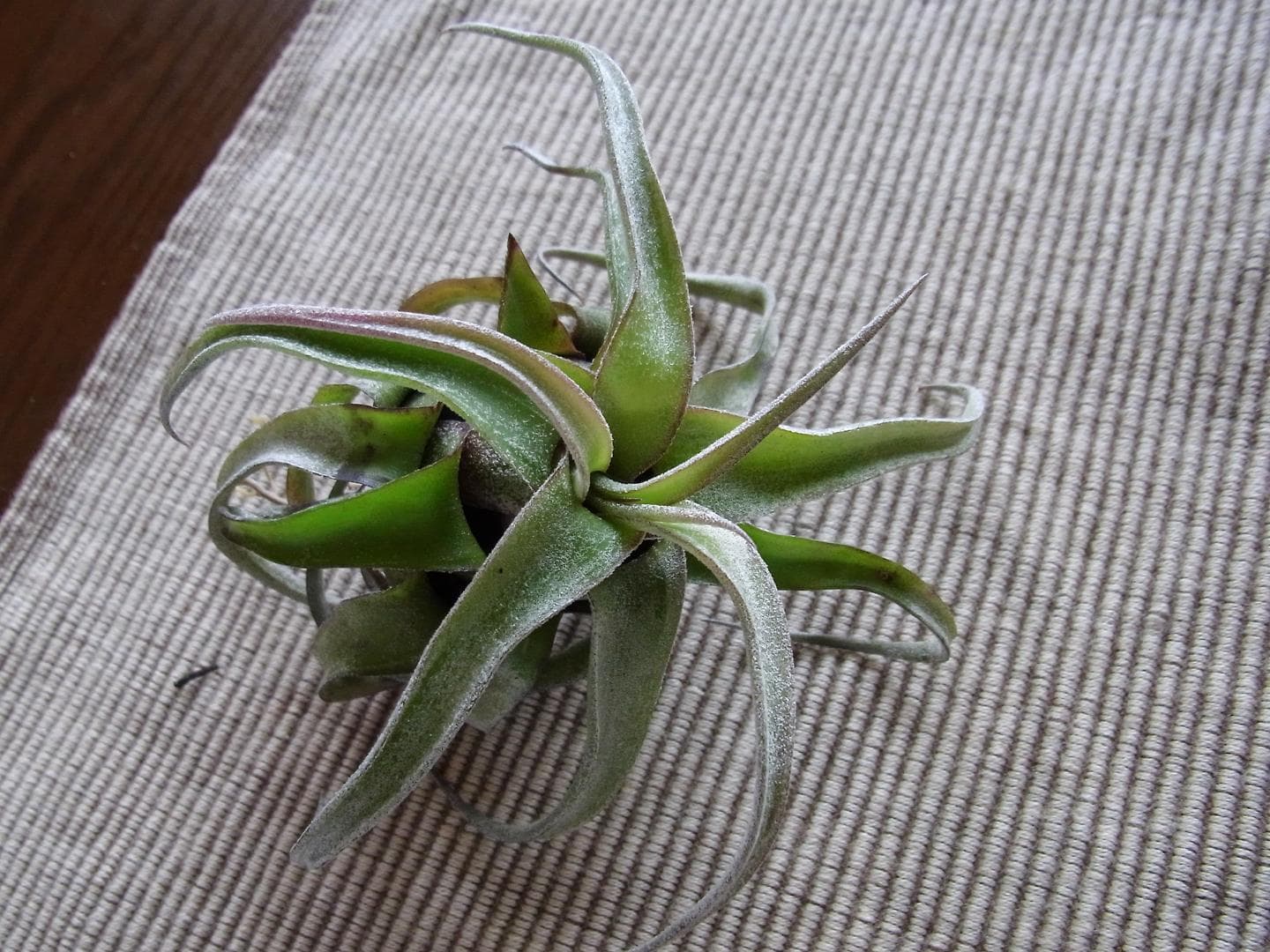 Tillandsia streptophylla