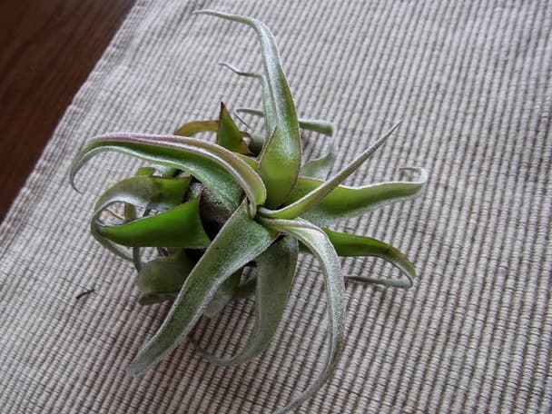 Tillandsia streptophylla