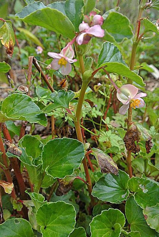 Clubed begonia