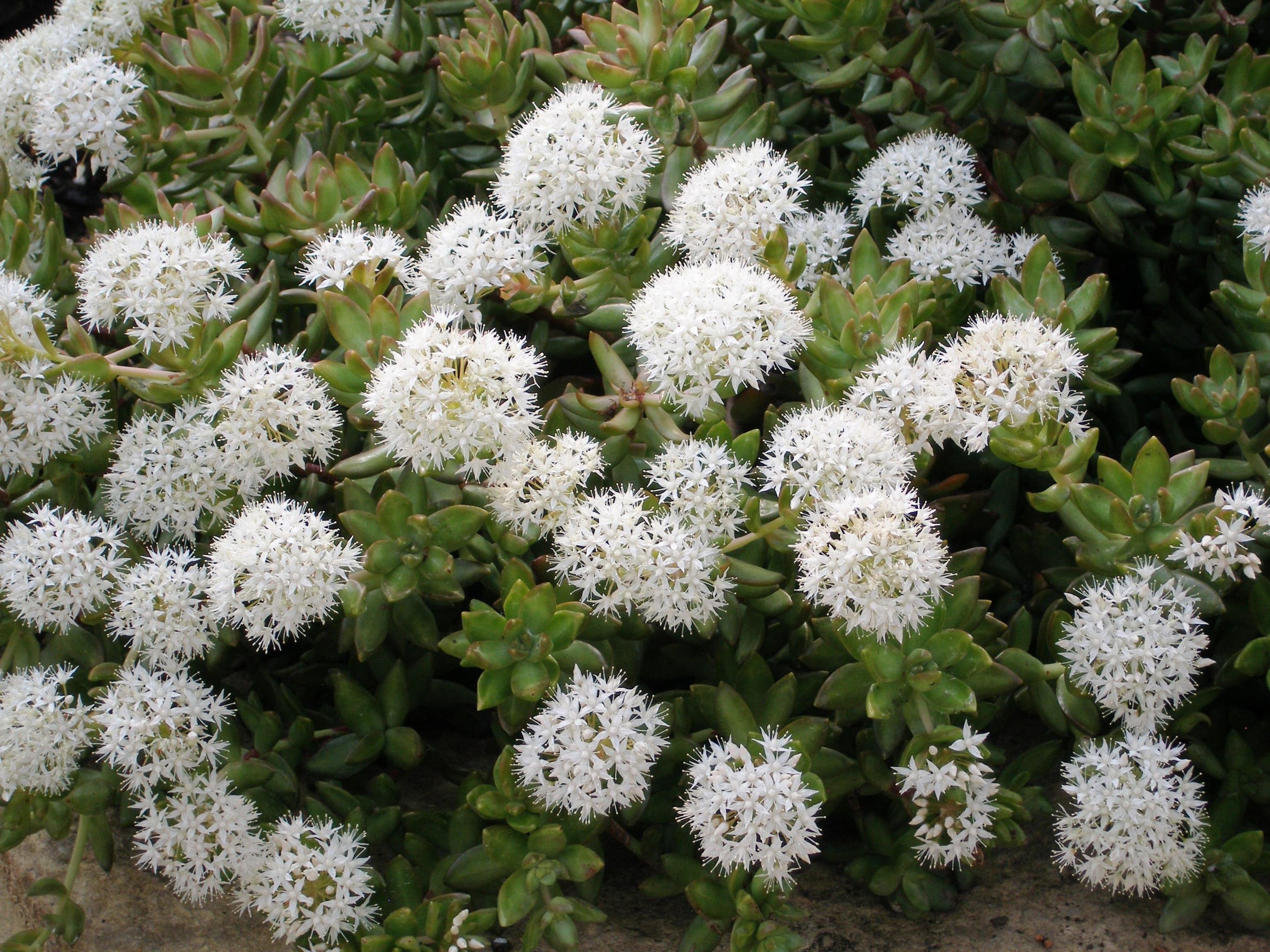 Coppertone Stonecrop