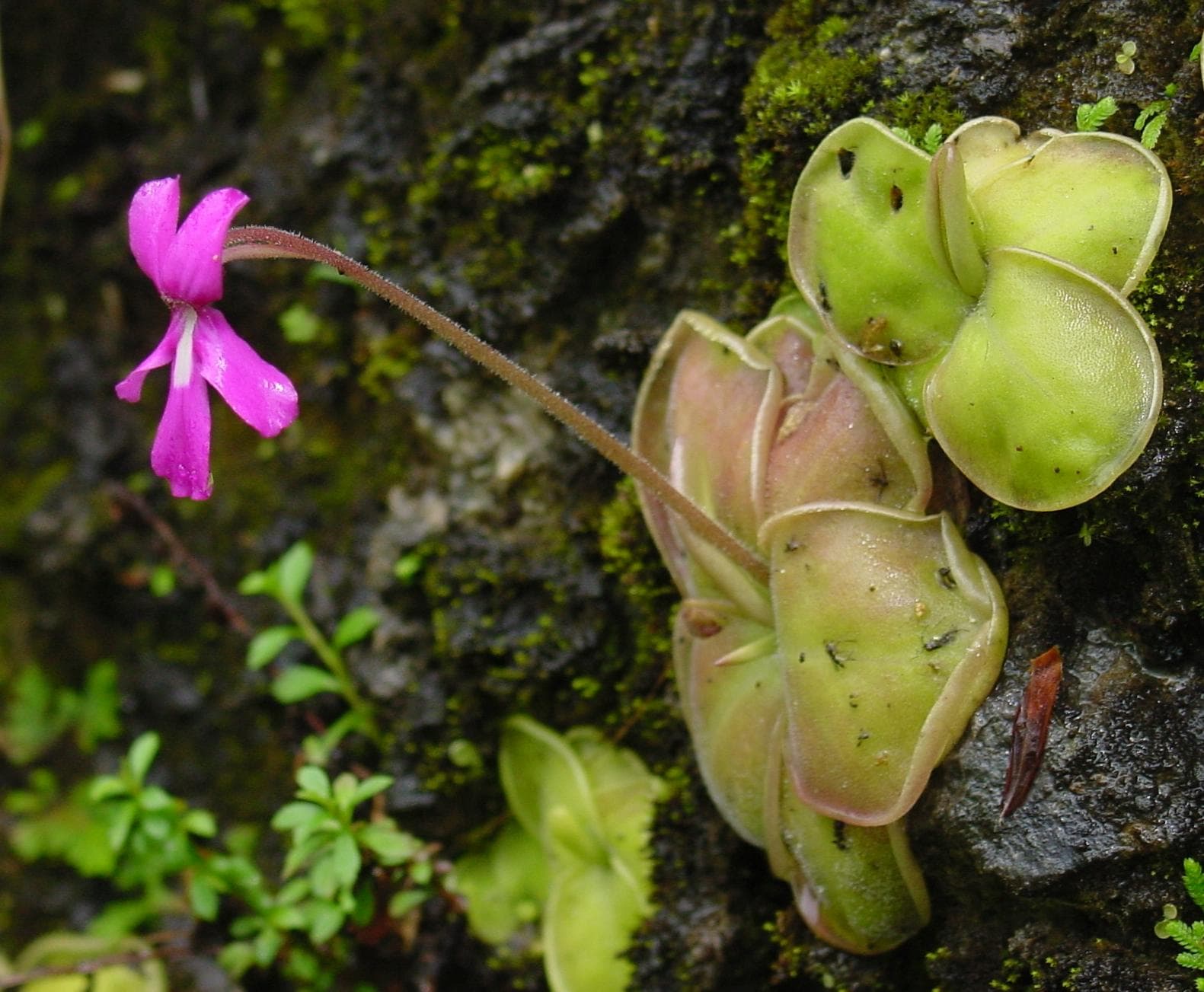 Mexican Butterwort