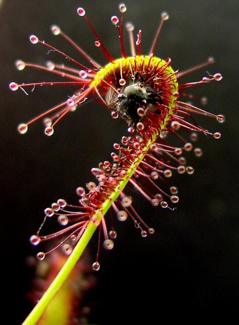 Cape sundew