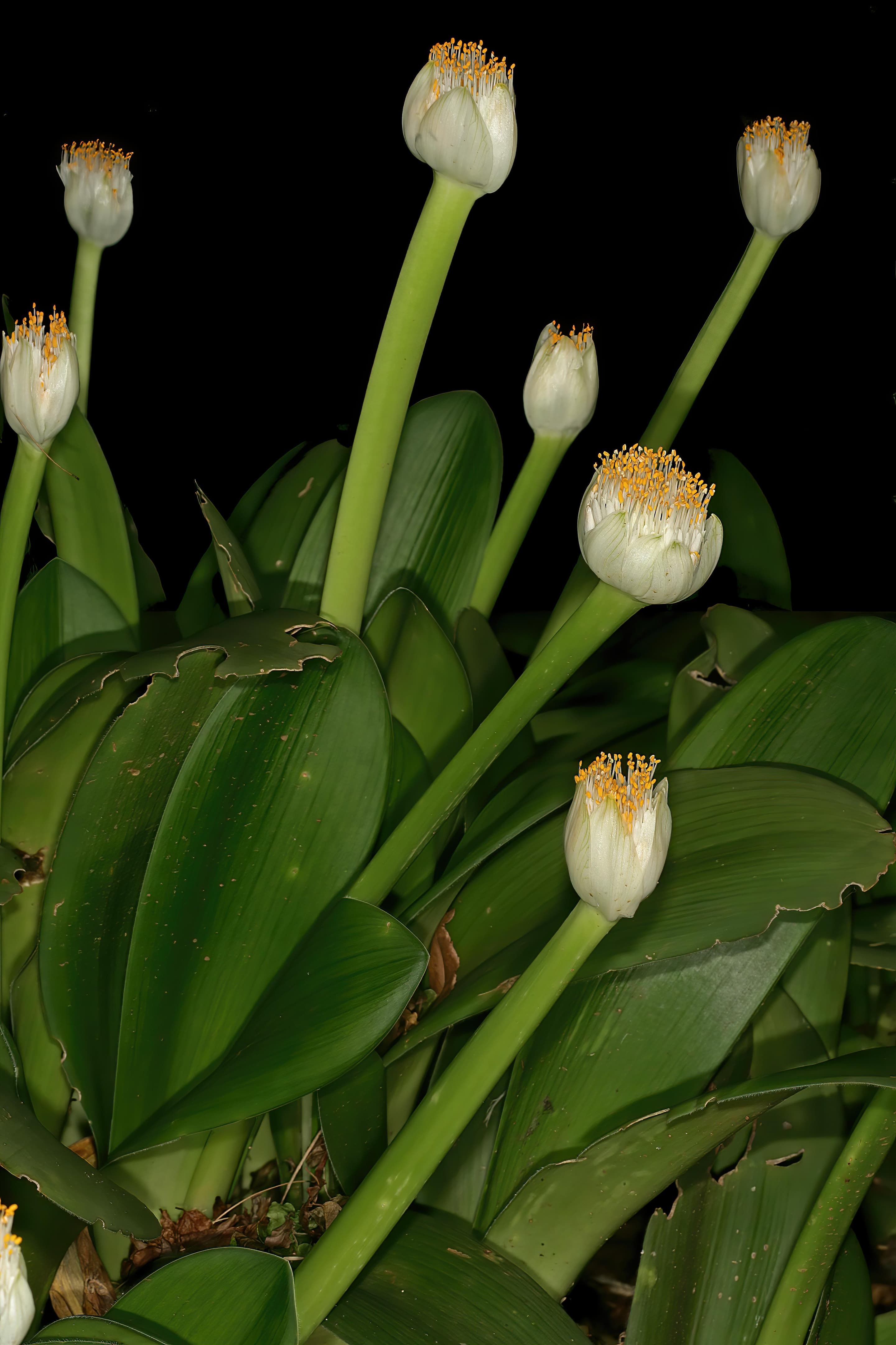 White Bloodlily