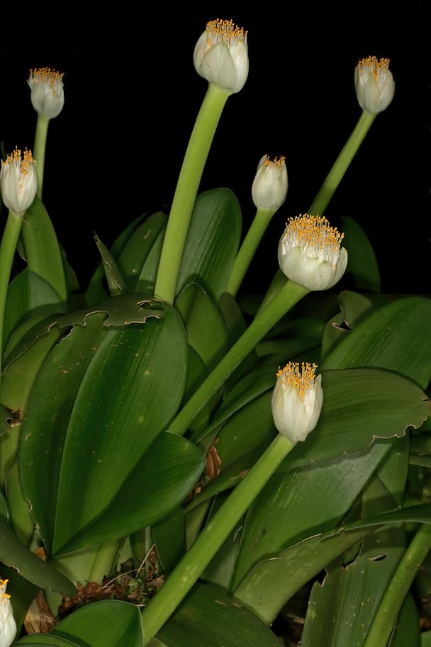 White Bloodlily