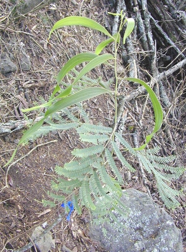koa (Acacia koa) plant