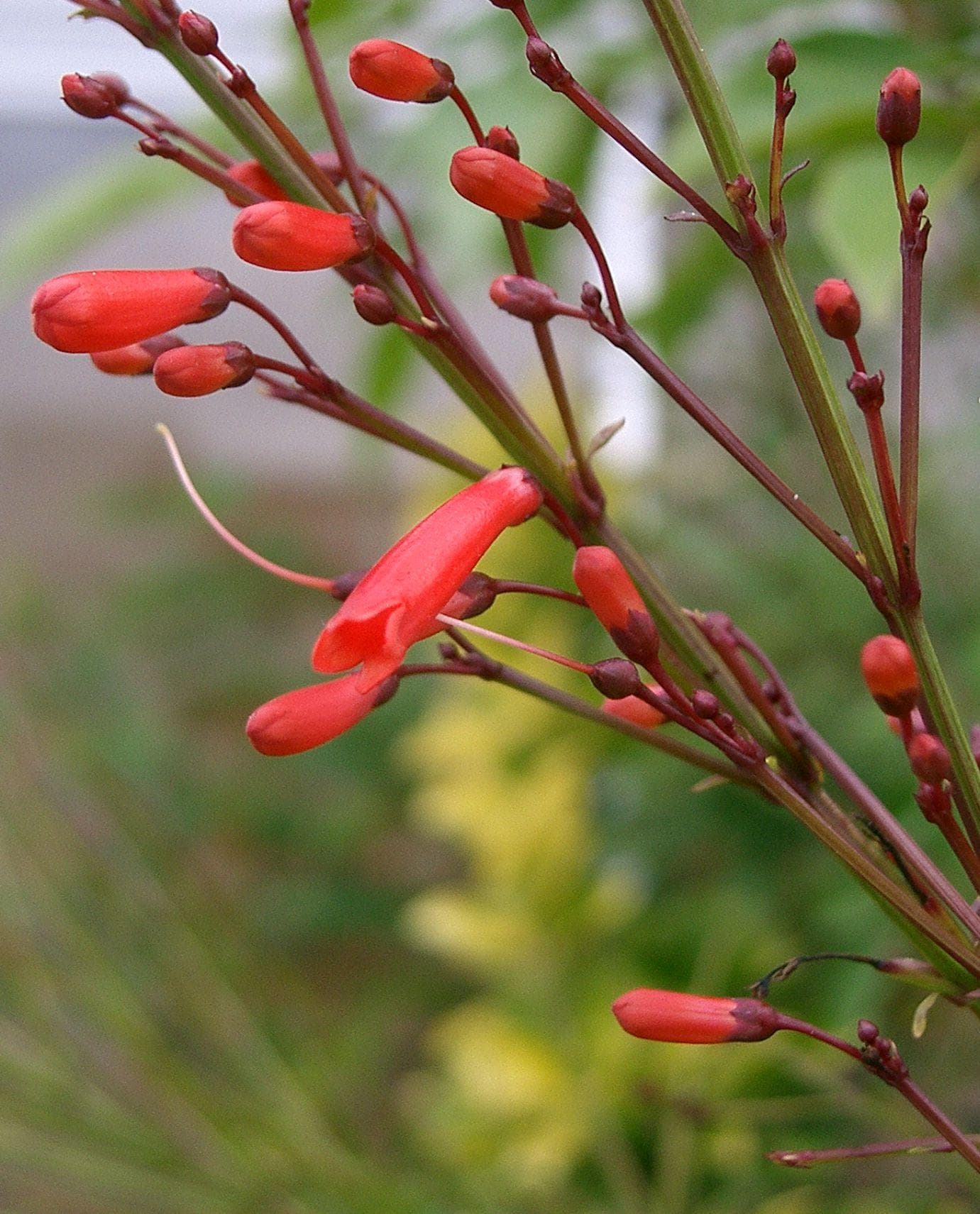 Firecracker plant
