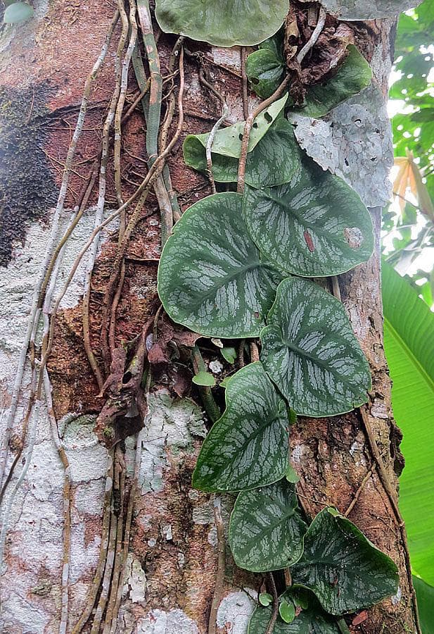 shingles plant