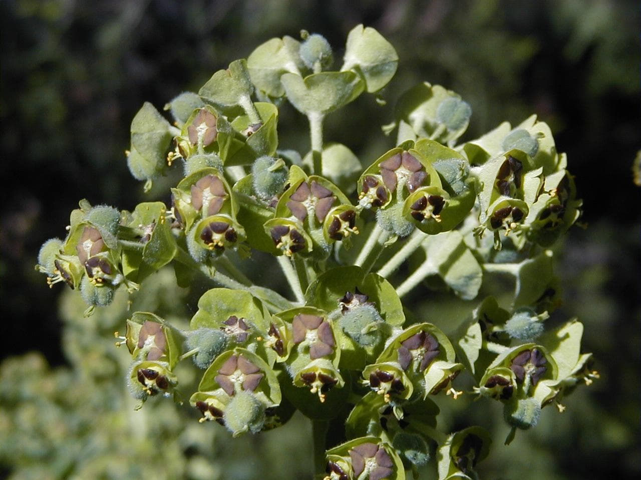 Mediterranean spurge
