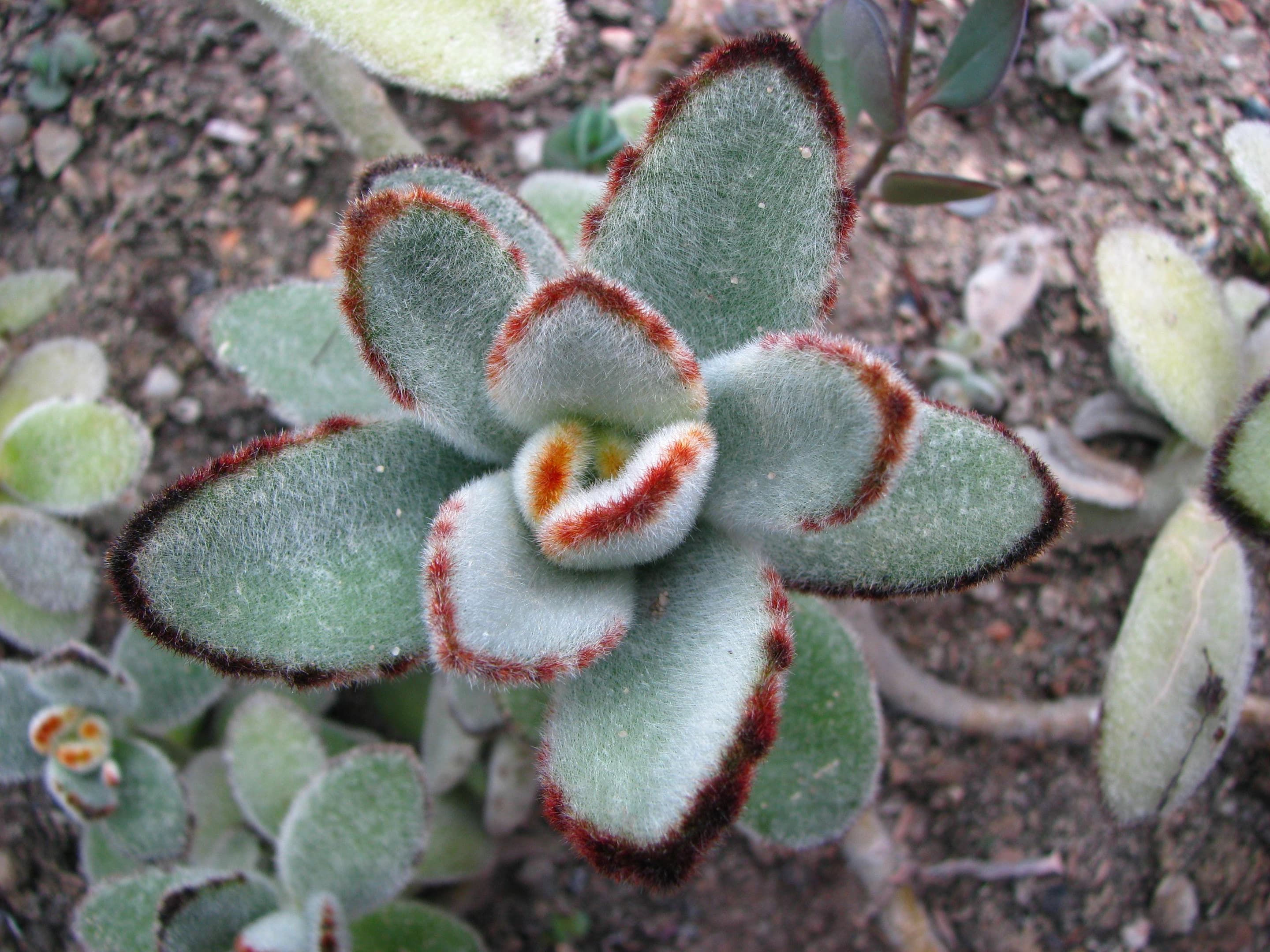 Panda Plant