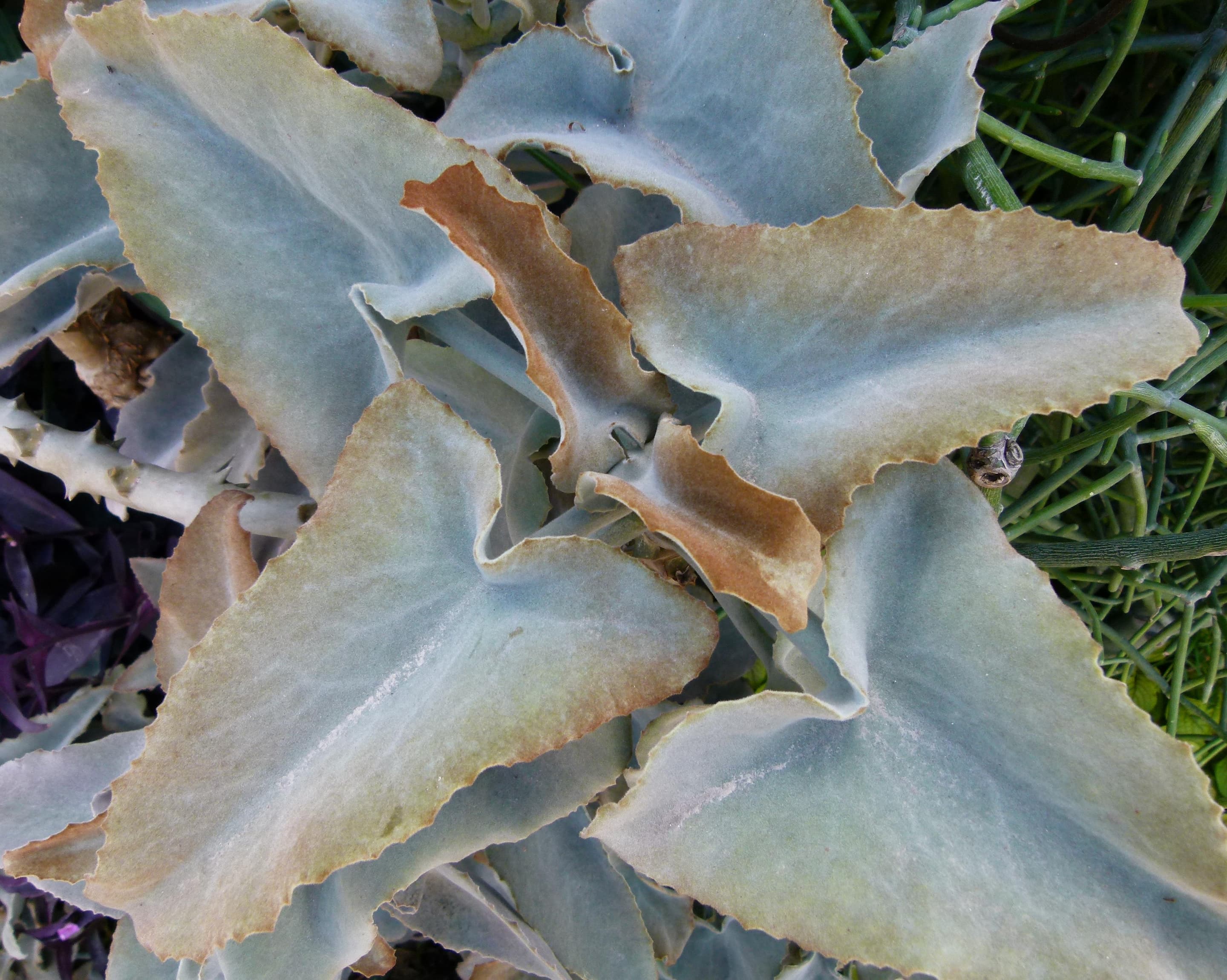Felt bush