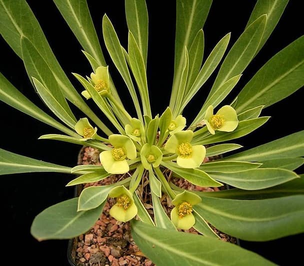 Pine cone plant