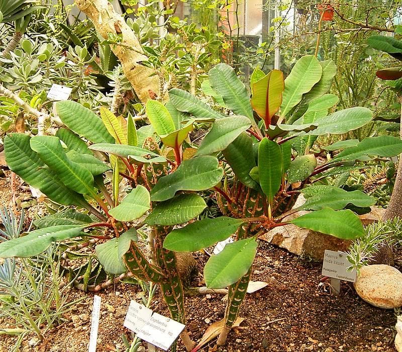 Madagascar jewel