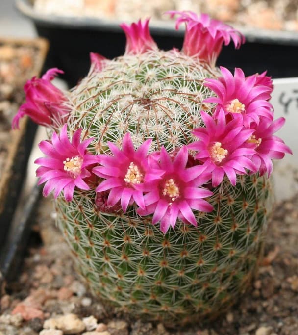 Thumb Cactus