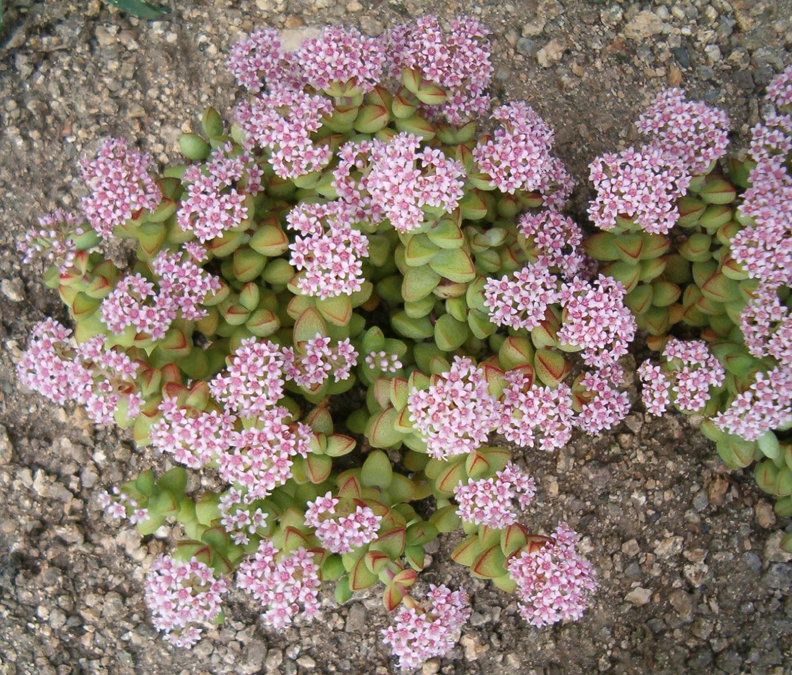 Concertina plant