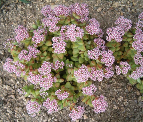 Concertina plant