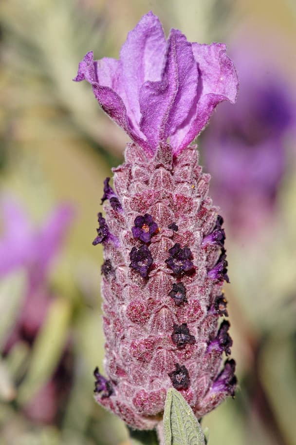 French lavender