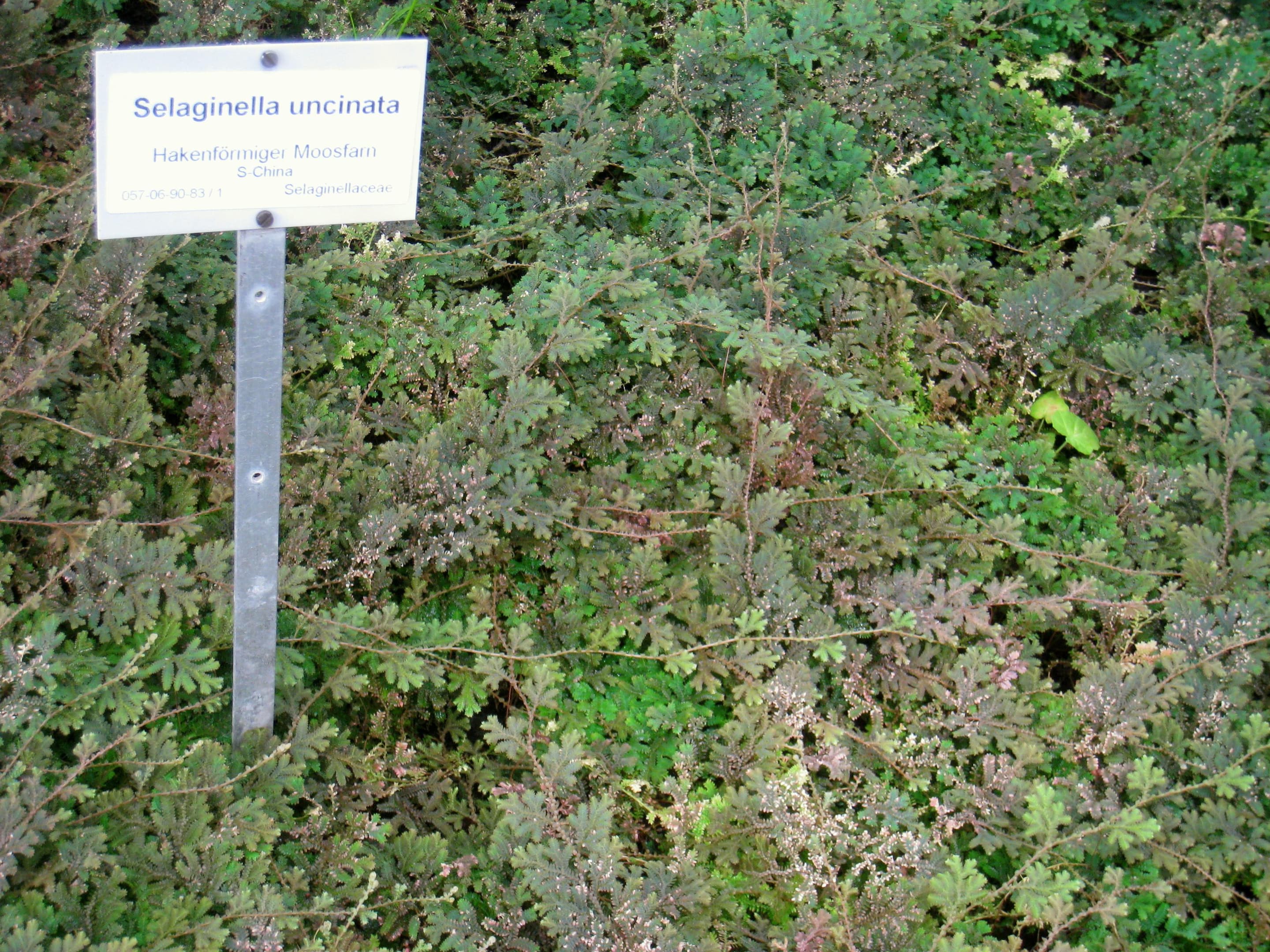 Peacock Moss