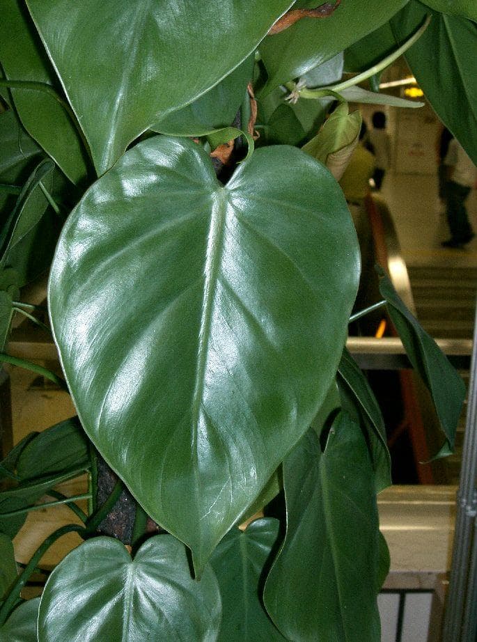 Heartleaf philodendron