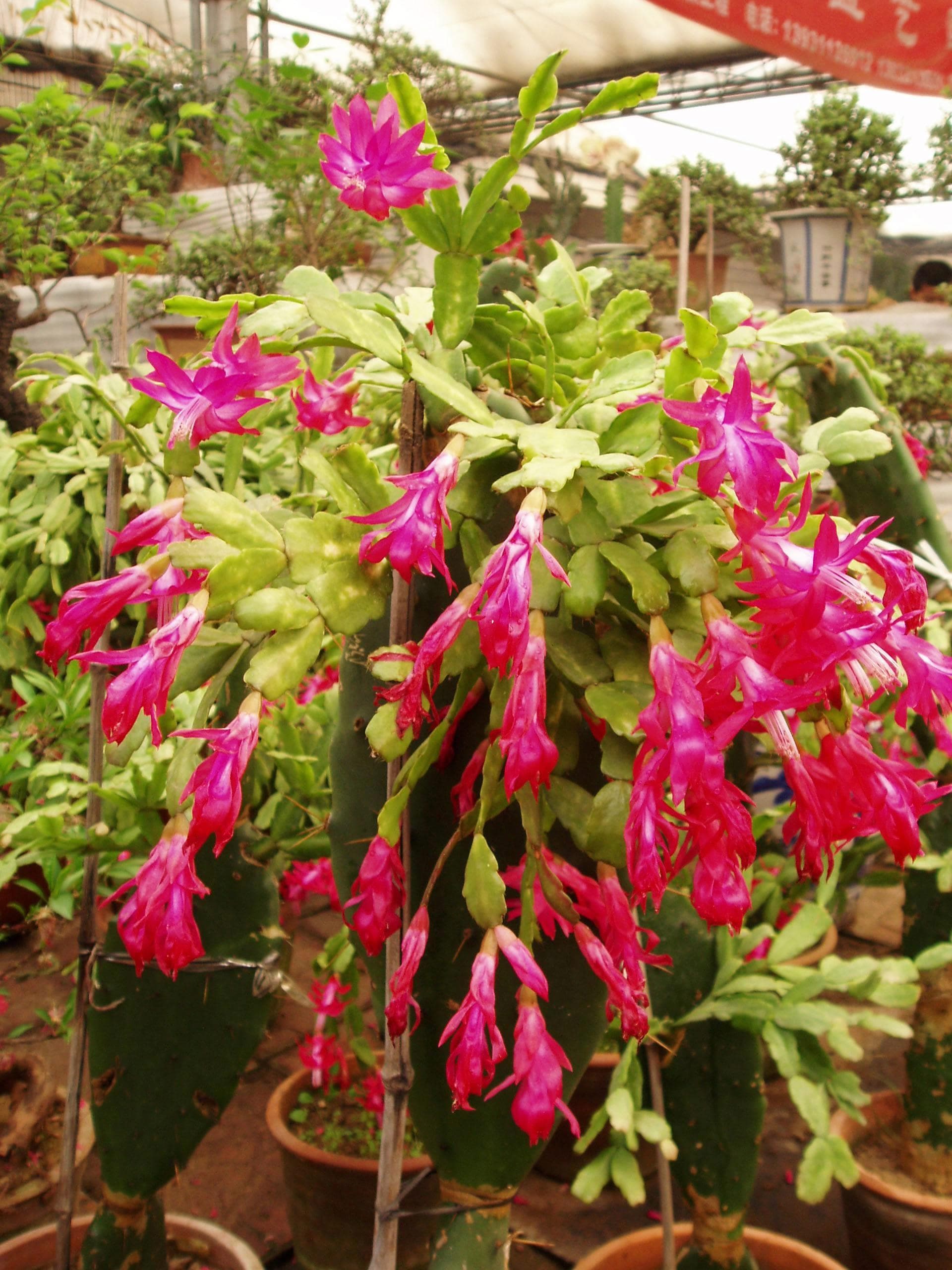 Thanksgiving Cactus