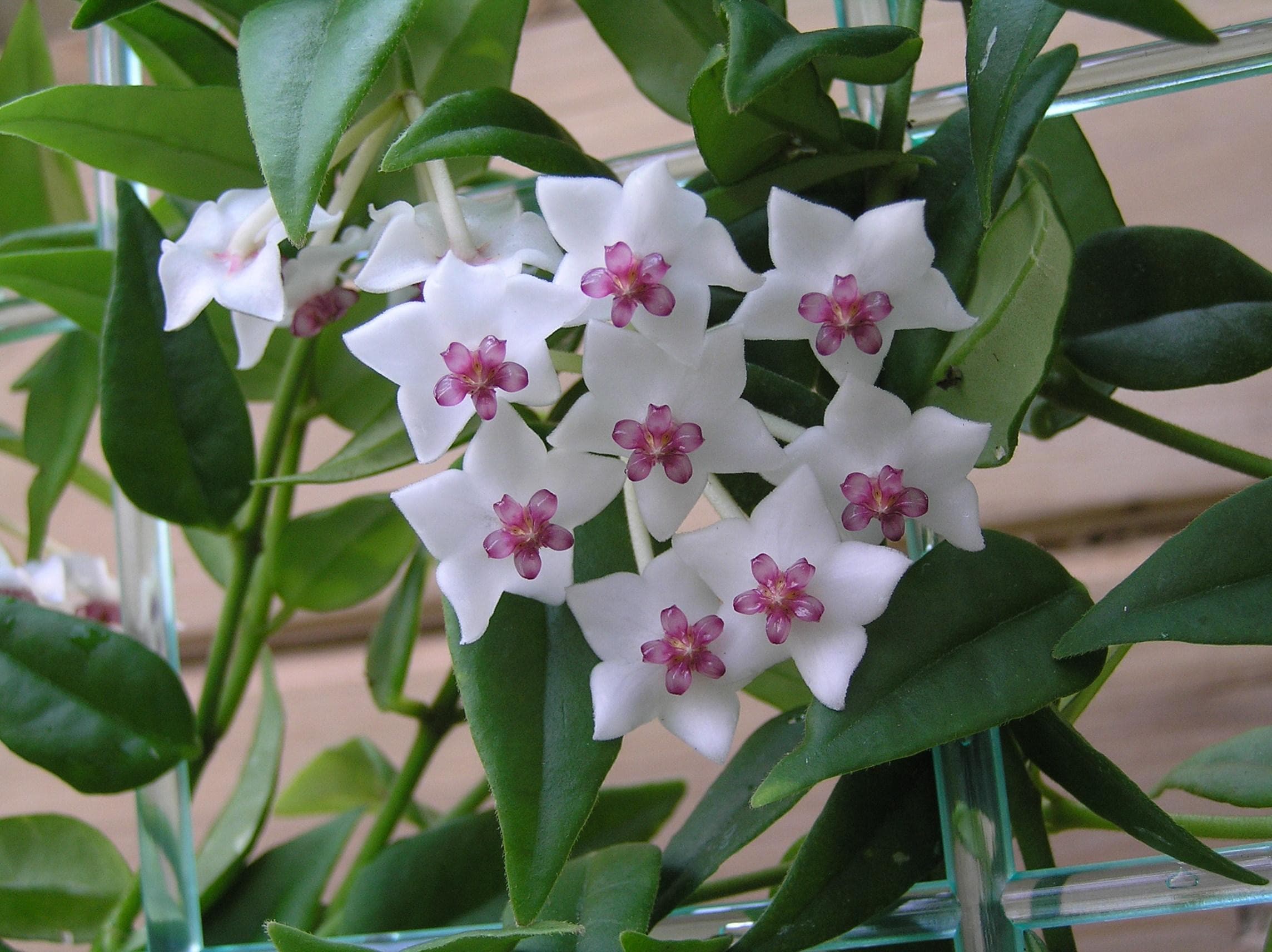 Miniature wax plant