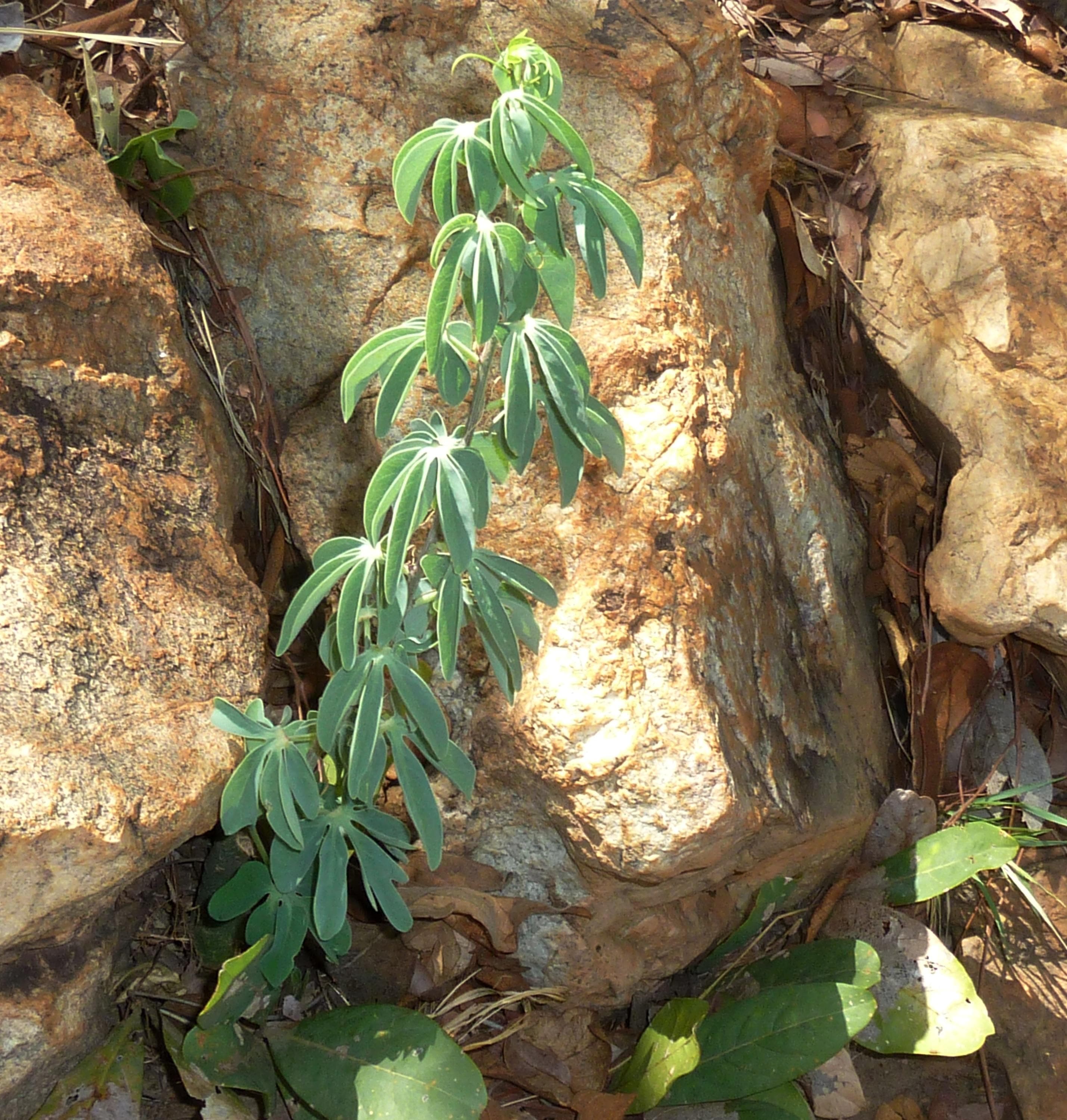 Blue leaf elephant foot
