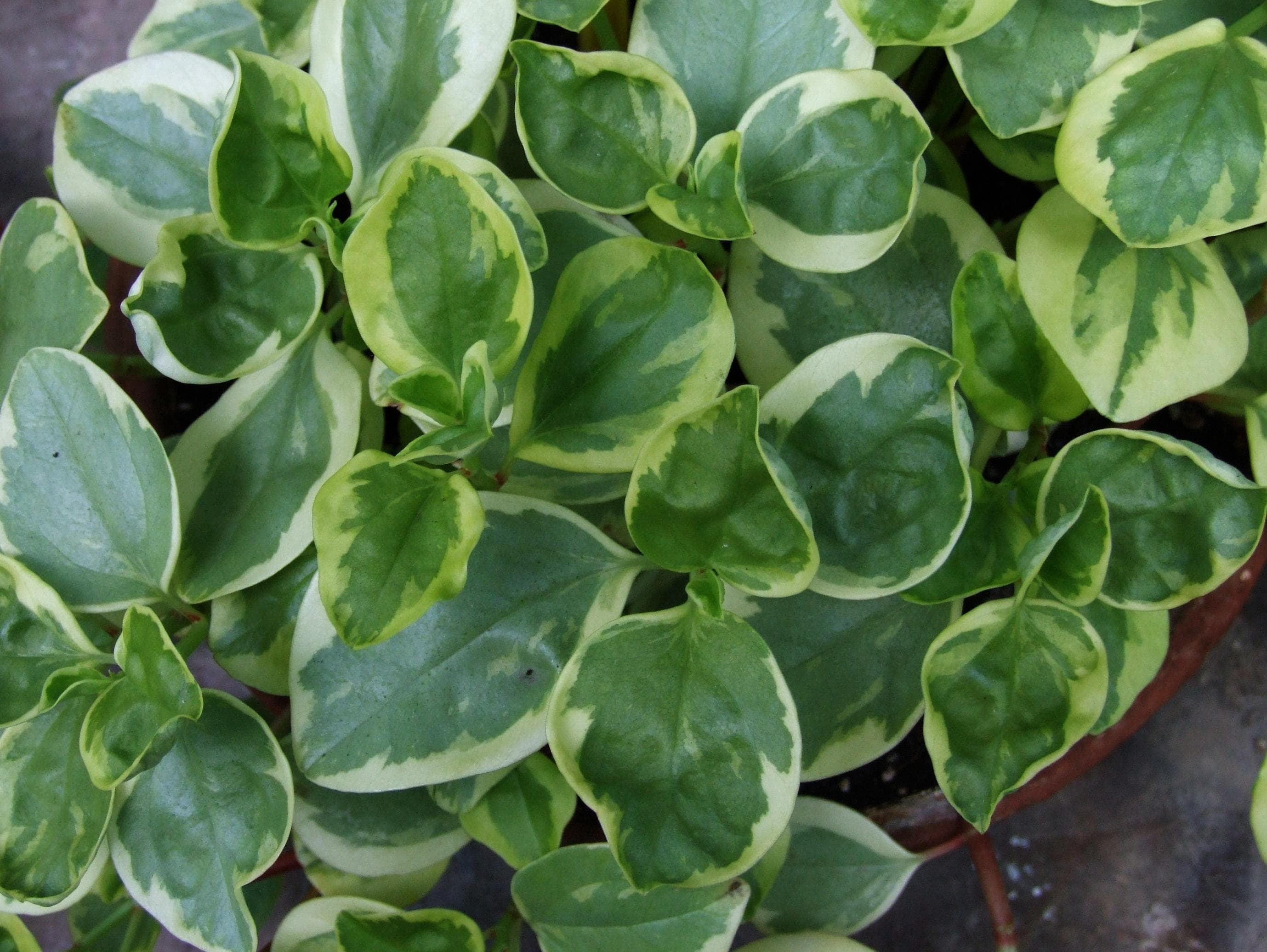 Cypress Peperomia