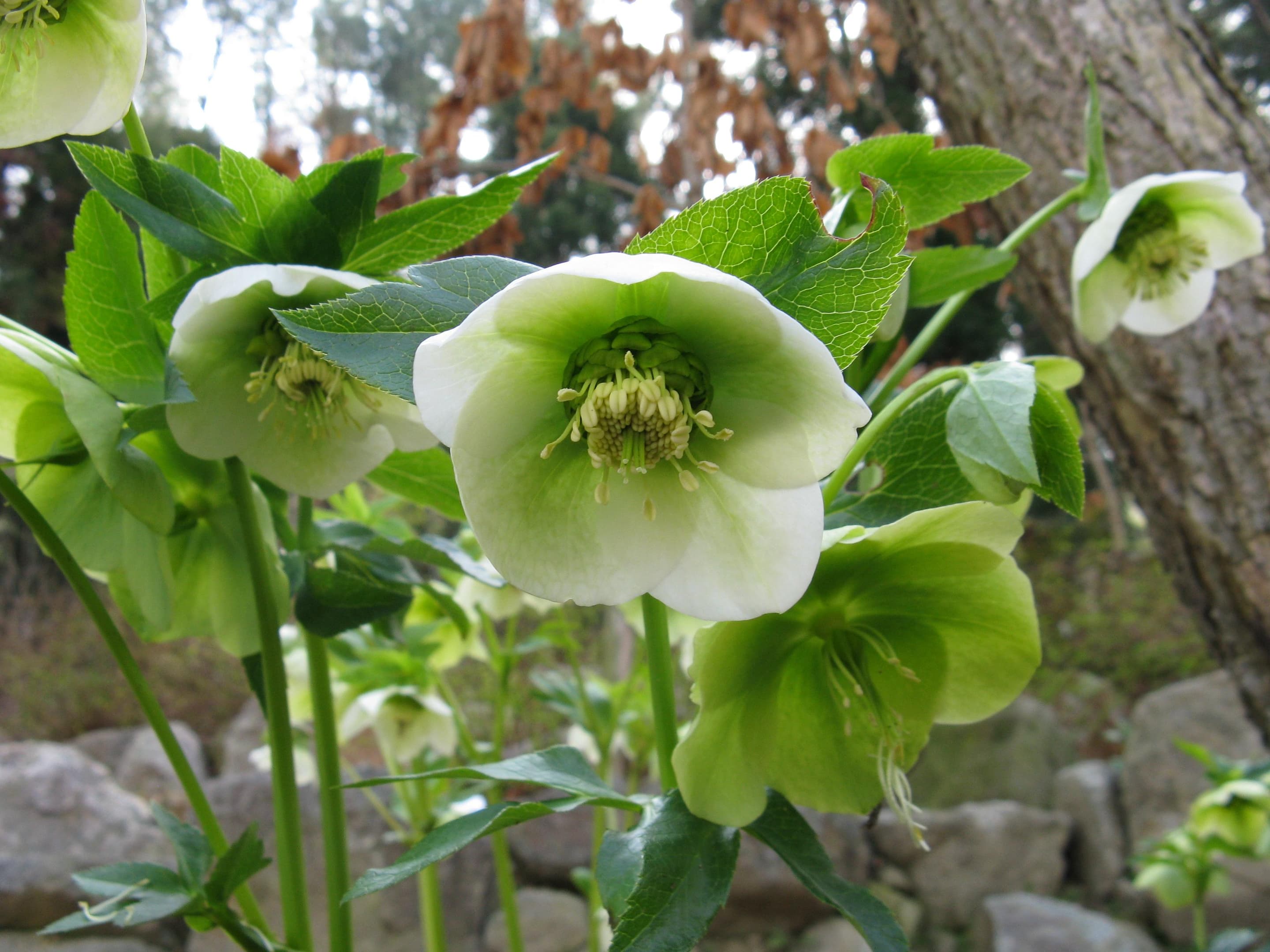 Lenten rose