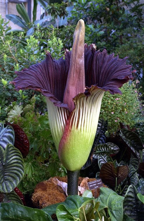 Corpse Flower