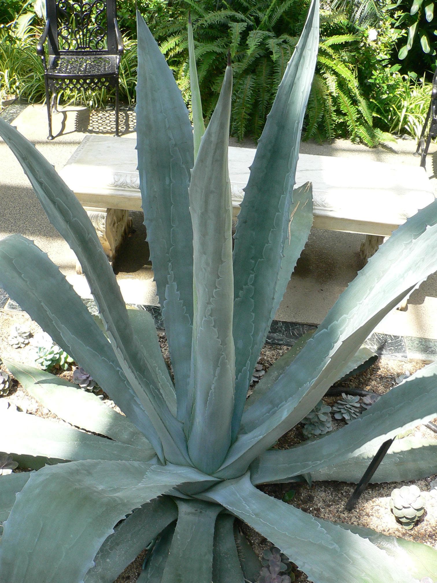 Century plant