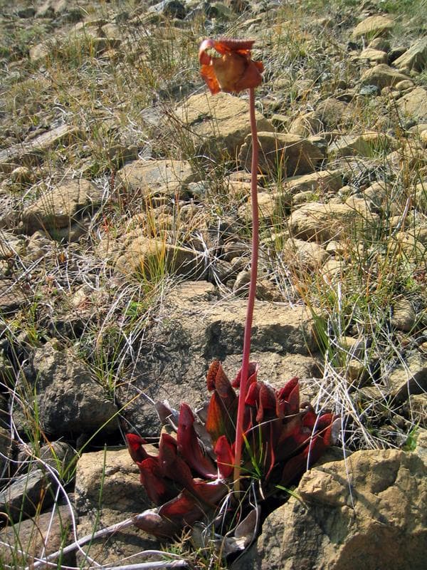 Purple pitcher plant