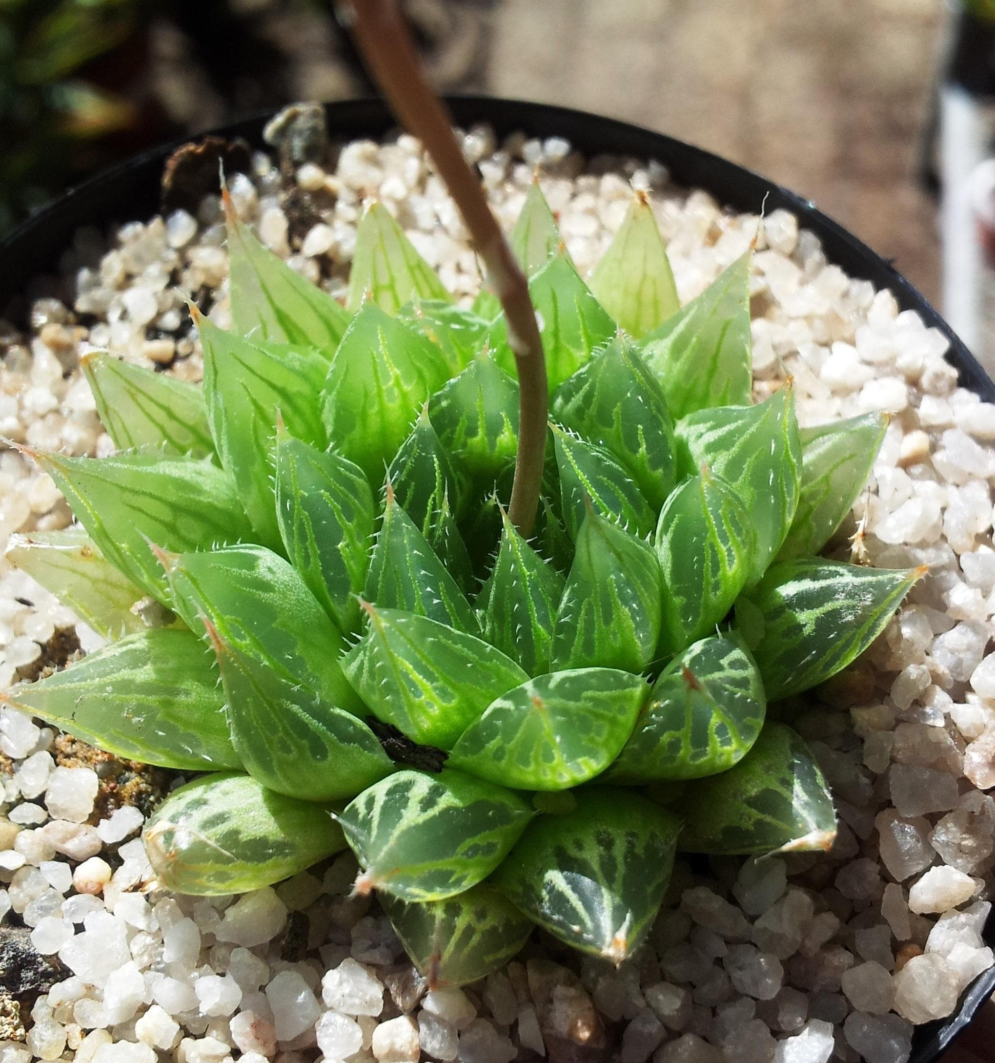 Bristle Haworthia