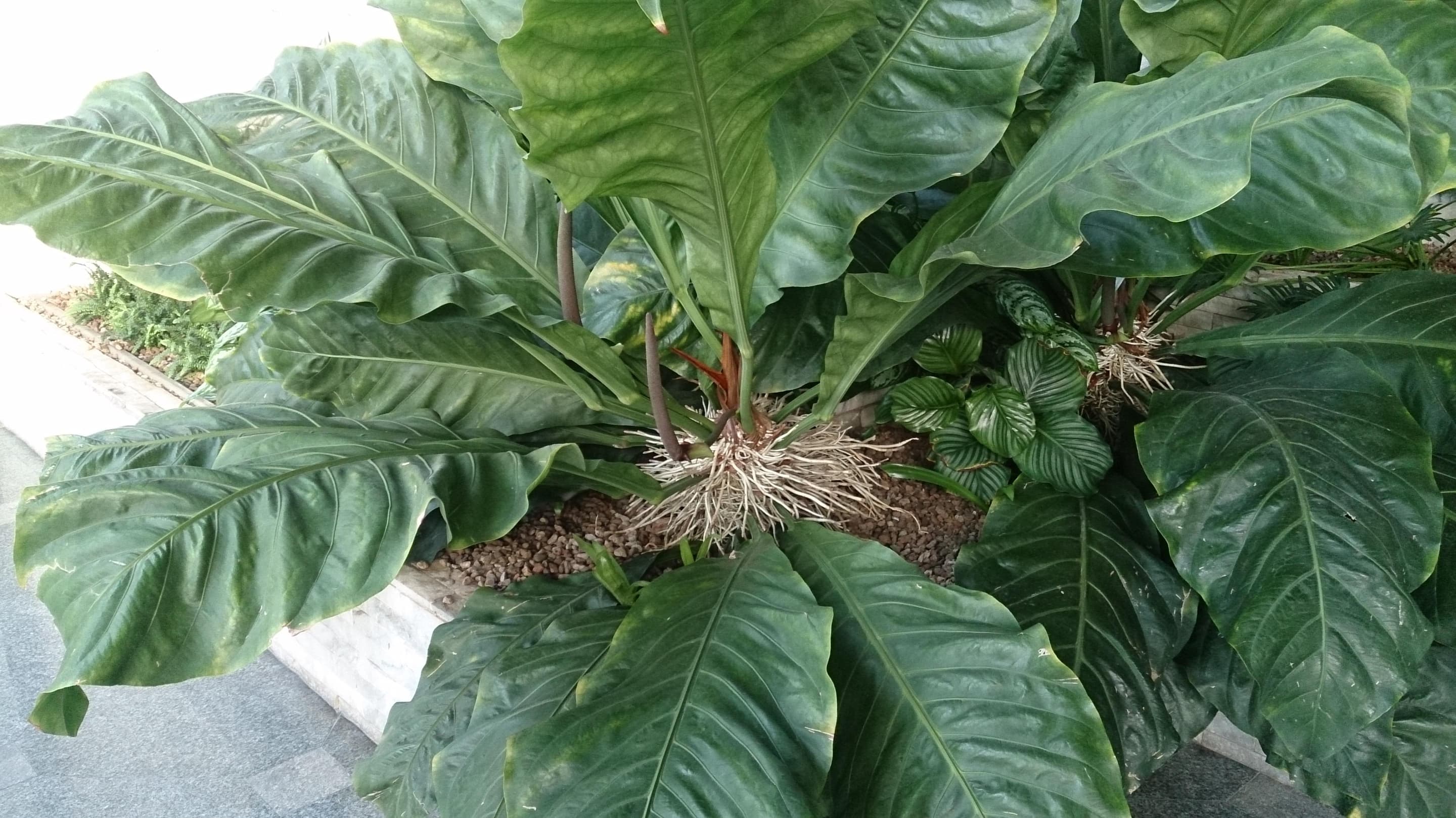 Anthurium Rancho Ruffles