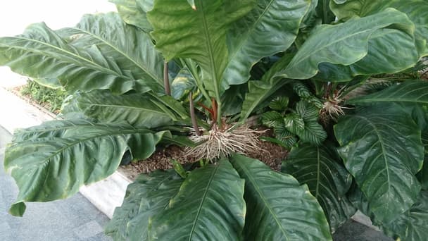 Anthurium Rancho Ruffles